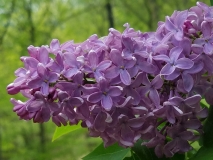 Bountiful_201705_RBG_MLD_1
