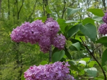 Bountiful_201705_RBG_MLD_3