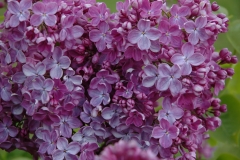 Bountiful_Denmark_OH