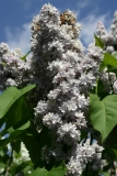 Boussingault_2005_Main_BG_TP_1