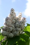 Boussingault_2005_Main_BG_TP_2