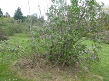 Boussingault_20180510_HP_MLD_1