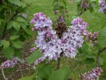 Boussingault_20180510_HP_MLD_2