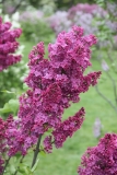 Bright_Centennial_2013_HP_TP_7