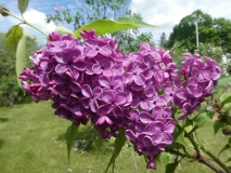 Bright_Centennial_201906_CV_MLD_3