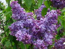 Bugalas_No.4_Kornik_KN_1