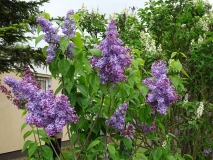 Bugalas_No.4_Kornik_KN_2