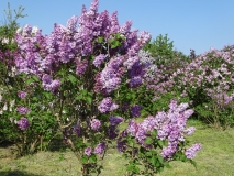 Bugalas_No.7_Kornik_KN_3
