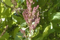 Calphurnia