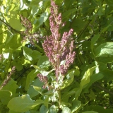 Calphurnia_2003_HP_MM__DM