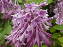 Calphurnia_201906_HP_MLD_6