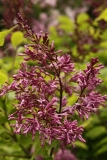 Calphurnia_CH