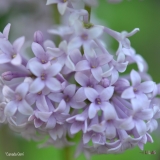 CANADA_GEM_2019_LM_CF