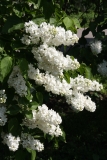 Candeur_MSU_BG_TP_2