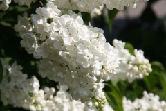 Candeur_MSU_BG_TP_3