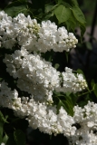 Candeur_MSU_BG_TP_4