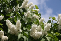 Candeur_MSU_BG_TP_5