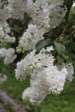 Candeur_MSU_BG_TP_6