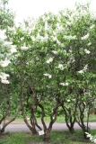 Candeur_MSU_BG_TP_9