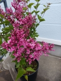 Candy-Bouquet-2