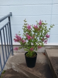 Candy-Bouquet