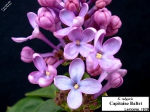 Capitaine_Baltet_LNT