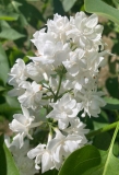 Carl_Cole_20230526_KA_JM