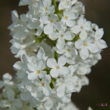 Carley_2019_LM_CF