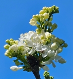 Carley_20230427_HKLG_MLD
