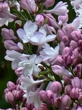 Carmen_20210427_BLBG_MLD_2