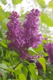Carmine_CH_2