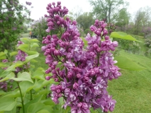 Carolyn_Bergen_201906_RBG_MLD_1