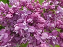 Carolyn_Bergen_201906_RBG_MLD_2