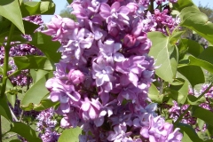Carolyn Howland