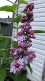 Catawba_Pink_20200522_MP_KA