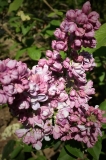 Catawba_Pink_2021_IN