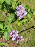 Catawba_Pink_20220528_KA_MLD