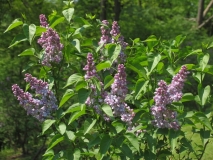 Catawba_Pink_CH_1