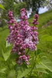Catawba_Pink_CH_2