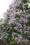 Catinat_2012_Nancy_TP_1