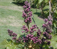 Cavour_2003_HP_MM__DM_2