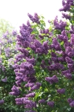 Cavour_2012_Nancy_BG_TP_6