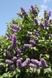 Cavour_MSU_BG_TP_2