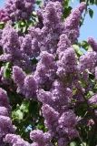 Cavour_MSU_BG_TP_3