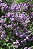 Cavour_MSU_BG_TP_4