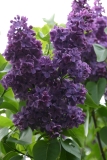 Cavour_Main_BG_TP_1