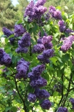 Cavour_Main_BG_TP_2