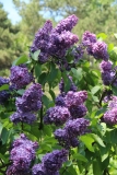Cavour_Main_BG_TP_3