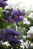 Cavour_Main_BG_TP_5