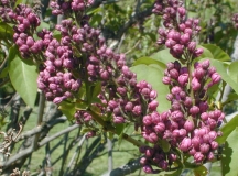 Champlain_2003_HP_MM__DM_2